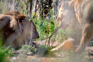 African Lions - Protecting Her Domain